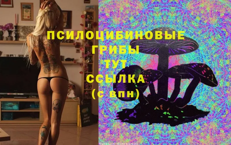 закладка  Кириллов  Псилоцибиновые грибы MAGIC MUSHROOMS 